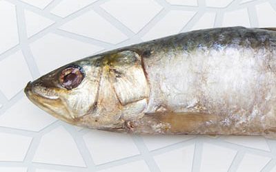 Frozen sardine