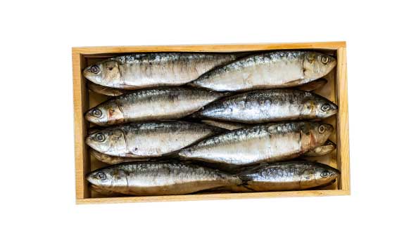 SARDINA-SALADA-PRENSADA
